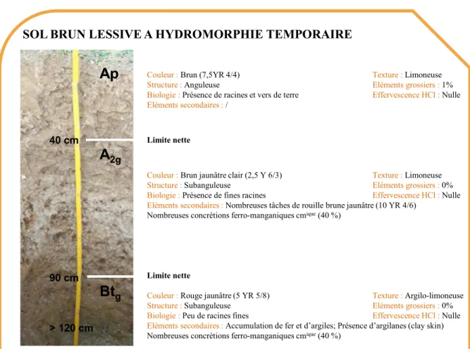 Figure B-13: Profil pédologique du sol de la ZTVA de Manoncourt-sur-Seille. 