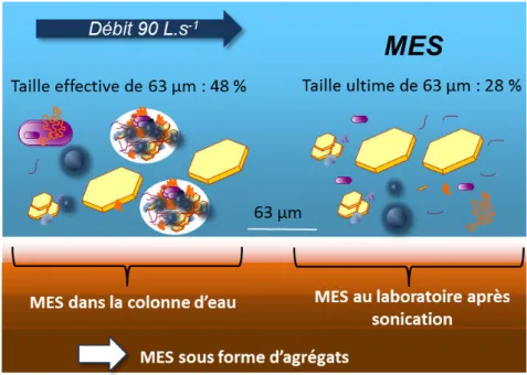 Figure  I-4  Représentation  schématique  des  agrégats  dans  la  colonne  d’eau  de  rivière  et  leur  désagrégation au laboratoire par sonication (Adapté de Montargès-Pelletier)   