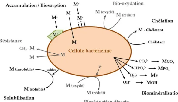 Figure 5 : Synthèse des processus bactériens intervenant dans la spéciation, le piégeage ou  l’accumulation des ETM (adapté de Bertrand et al., 2011)