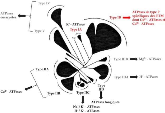 Figure 12 : Arbre phylogénétique des ATPases de type P (adapté de Axelsen et Palmgren, 1998)  avec leurs différentes fonctions.