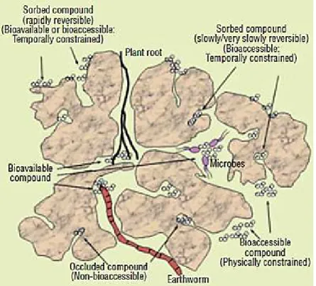 Figure 16 : Fractions biodisponible et bioaccessible d’un contaminant dans le sol définies par sa  localisation (Semple et al., 2004)