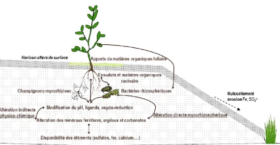 Figure 4 : Altération physico-chimique et microbiologique de l’argilite par les interactions plantes- plantes-microorganismes