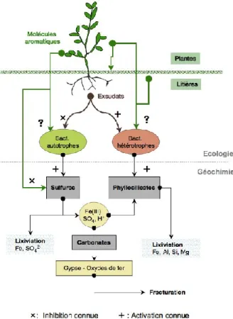 Figure 5: Hypothèse sur les processus de stabilisation de l’altération géochimique et microbiologique de  l’argilite du Callovo-Oxfordien par des plantes 