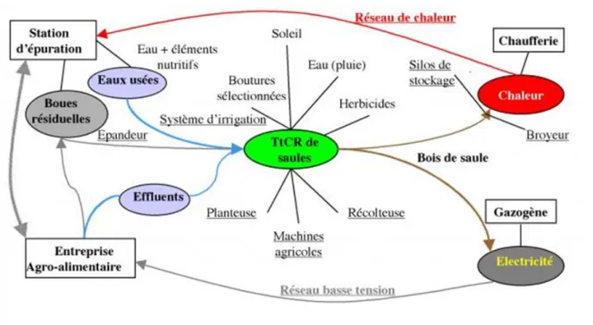 Figure 1.6 : Flux de  matières et équipements d’un parc agro-industriel de  TTCR  de saule (Diemer and  Labrune 2007)  