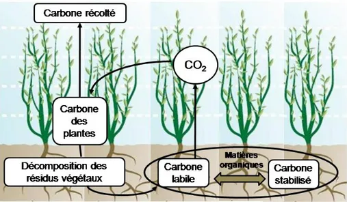 Figure 1.11 : Cycle du carbone dans une plantation de TTCR. 