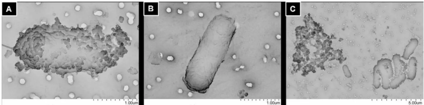 Fig. 3. Scanning electron microscopy image of Escherichia coli after 20 h of exposure to 100 mg/l NP-TiO 2 in water at pH 5.5 (A) and 9.5 (B) and 7.0 (C); followed by ﬁltration on polycarbonate ﬁlters (0.22 �m, Millipore) and dehydration