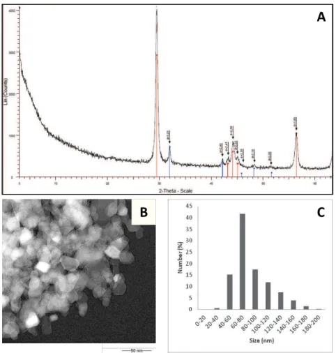 Figure S1: Characterization of the TiO 2 -P25 nanoparticles. (A) X-ray diffraction pattern  of the initial TiO 2 -P25 nanoparticles