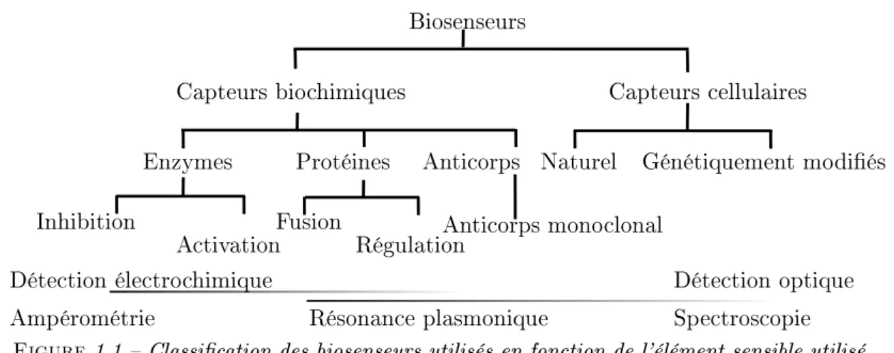 Figure 1.1  Classication des biosenseurs utilisés en fonction de l'élément sensible utilisé.