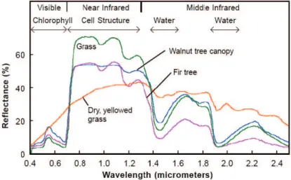 Figure I.10 – Spectres de r´eflectance de diff´erents types de v´eg´etation verte compar´es ` a la signature de feuilles s´enescentes (d’apr`es Govender et al