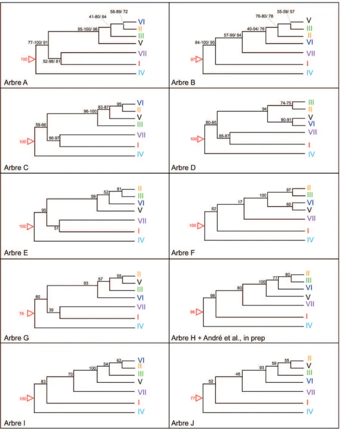 Figure 14A  : topologies obtenues pour différents modes de reconstruction  phylogénétique des Types I à VII de Neogloboquadrina pachyderma (Table 11)