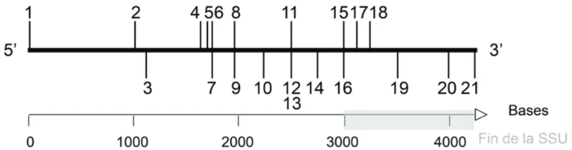 Figure 13 : localisation des amorces (Tables 8 et 9) sur la SSU complète. La région grisée  correspond à la fin de la SSU, c’est-à-dire la région utilisée pour les reconstructions  phylogénétiques chez les foraminifères planctoniques