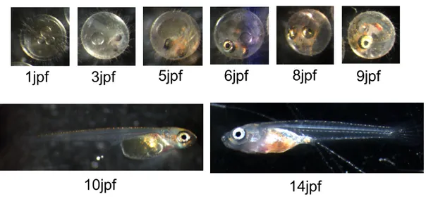 Figure 4: Développement embryonnaire du Médaka Japonais en jours post fécondation (dpf) à 25°C 