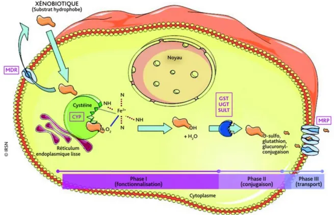 Figure 6: Le métabolisme des xénobiotiques au niveau cellulaire et ses différentes phases (Rouas and  Gueguen, 2011) 