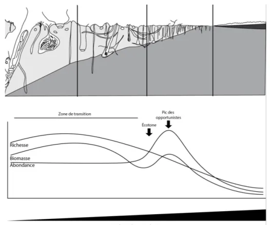 Figure  2.  Modèle  de  réponse  du  macrobenthos  à  un  enrichissement  organique.  Ce  modèle  décrit les stades de succession de la macrofaune en termes de richesse spécifique, biomasse  et abondance le long d’un gradient (spatial ou temporel) de pertu