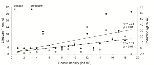 Figure 10 Lifespan (months) and production (g DW m -2 ) of each cockle cohort with respect to  recruit density (ind m -2 ), with indication of coeficiente of determination