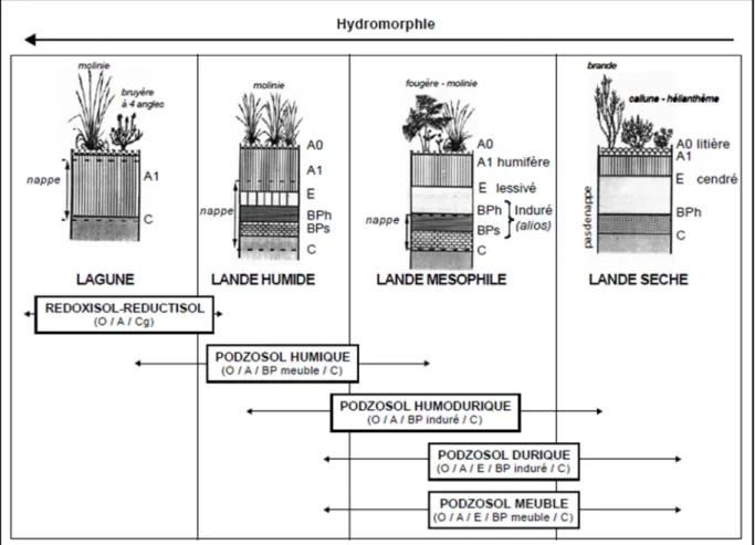 Figure 9 : Principaux types de sol dans les Landes de Gascogne (Augusto et al., 2006)