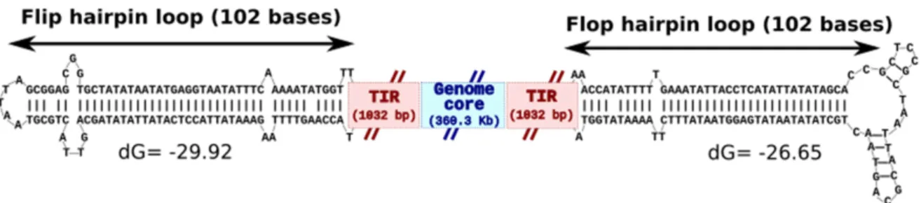 Figure 2. Sequence structures at the ends of the KV-LCC10 chromosome. Schematic representation of the linear KV-LCC10  genome with covalently closed, incompletely base-paired hairpin termini flanked by TIRs