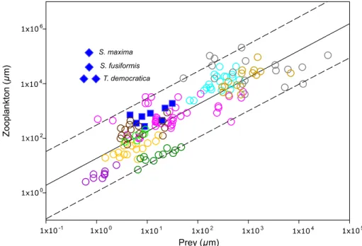 Fig. 5. Size relationships of marine plankton prey and their consumers. Blue diamonds represent measurements of salps feeding on their main food source (picoeukaryotic algae,  1 μm) derived from in situ experiments (this study)