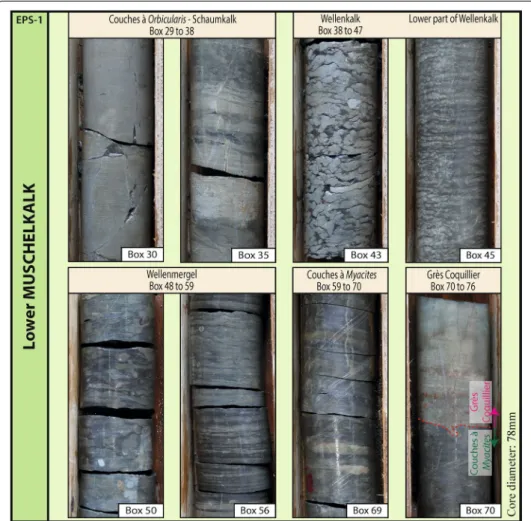 Fig. 5  Photo board of the cores from the lower Muschelkalk, with the Box associated with the cores; this  package is correlated to a formation (with the names and boxes concerned)