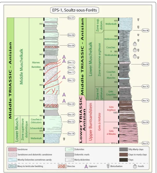 Fig. 2  Litho-chronostratigraphic log from the middle Muschelkalk (Anisian) to the upper Buntsandstein  (Anisian), issued from the EPS-1 core analysis