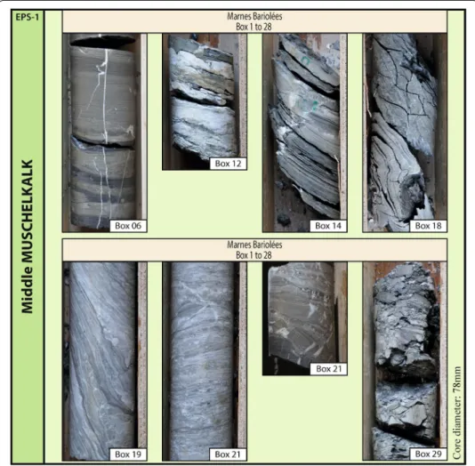 Fig. 3  Photo board of the cores from the middle Muschelkalk, with the Box associated with the cores; this  package is correlated to a formation (with the name and boxes concerned)