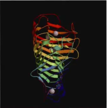 FIGURE 1.7  Modèle  à  ruban  de la structure de la  polygalacturonase  :  Endo-Polygalacturonase  Il  d'Aspergillus  niger