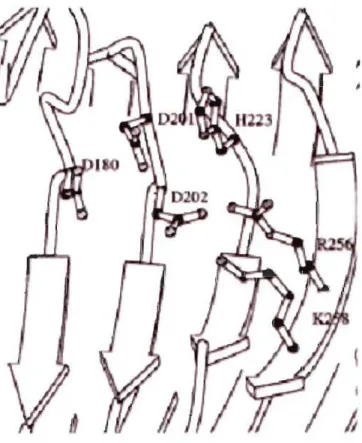 FIGURE 1.11  Localisation des résidus mutés dans le site actif de la  PG  Il.  (Figure  2  modifiée de l'article de Armand et al