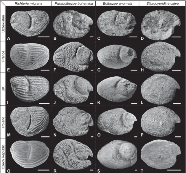 Fig. 3. Lateral views of four species of Silurian myodocopes from the North Nuratau Ridge, Uzbekistan (A – D), France (E – H), the UK (I – L), Poland (M–P) and the Czech Republic (Q–T)