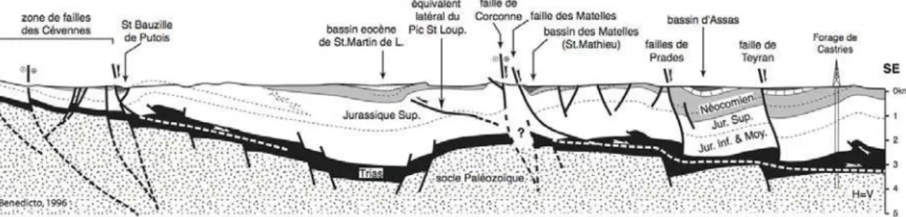 Fig. 13 : Coupe géologique régionale construite en intégrant les données de sismique réflexion  [Benedicto, 1996] : ces  données montrent notamment que l’ensemble des structures tectoniques de la région (chevauchement et plis du Pic Saint  Loup, failles no