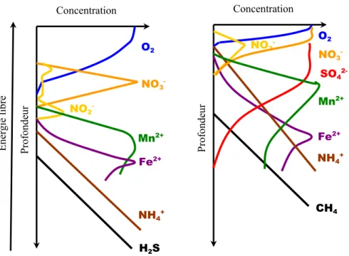 Figure I. 2 : Représentation schématique de la distribution des composés dissous majeurs dans les  sédiments marins (à gauche) et lacustres (à droite)