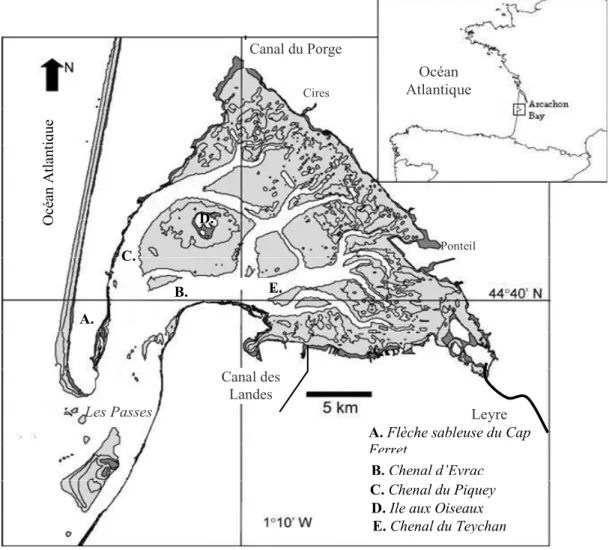 Figure I. 4 : Carte du Bassin d’Arcachon. En grisé, la zone intertidale. 