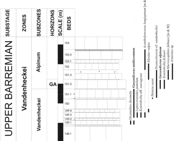 Figure  13.  Coupe  A’  près  de  Angles  (coupe  complémentaire  au  stratotype  du  Barrémien  –  Alpes  de  Haute- Haute-Provence, Sud-Est de la France), avec la répartition des faunes d’ammonites