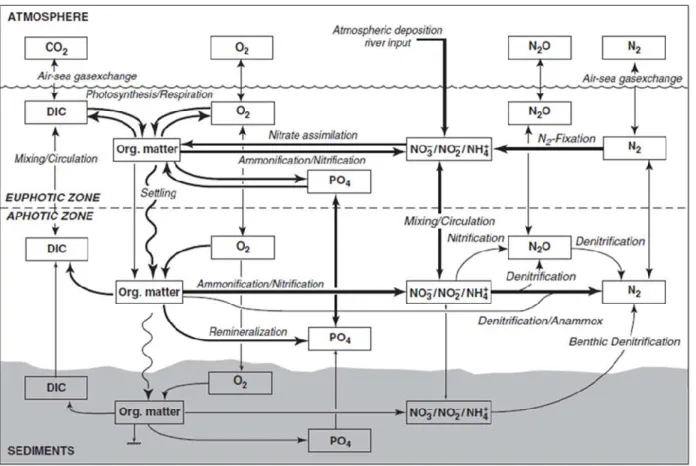 Figure 1-6. Nitrogen cycle (Gruber, 2008). 