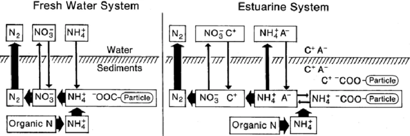 Figure 1-8. Model of differential ammonium release between freshwater and brackish estuarine  water (and coastal marine) sediments