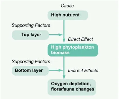 Figure 1-12. The process of eutrophication (Volterra et al., 2002). 