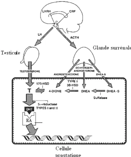 Figure 1.6: Métabolisme des androgènes (Tirée de Labrie, 1993) 