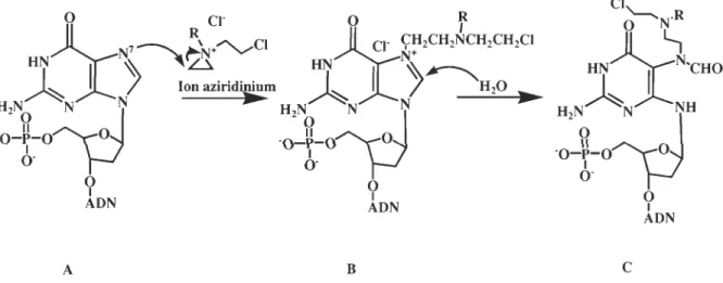 Figure 1.15:  Mécanisme d'action du chlorambucil 