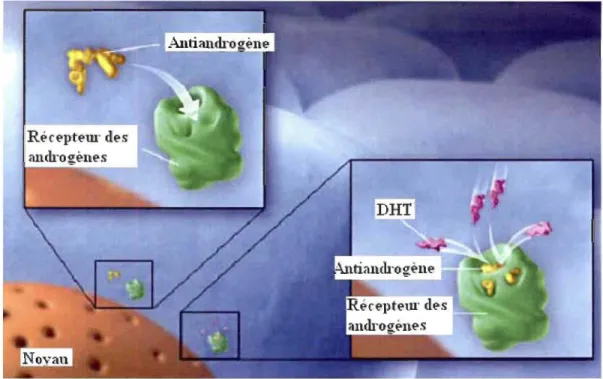 Figure 1.16:  Mode d'action des antiandrogènes (Tirée de www.prostateinfo.com) 