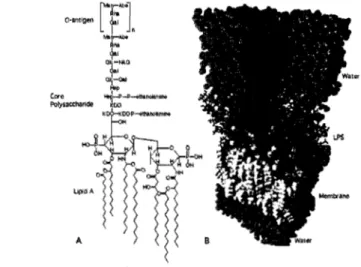 Figure 1.1:  A)  La molécule LPS  montrant  les 3 parties i)  l'antigène-O  li)  le  corps  oligosaccharide  central  contenant  le  Kdo  et  Iii)  la  partie  ancrée  à  la  membrane  le  lipide  A