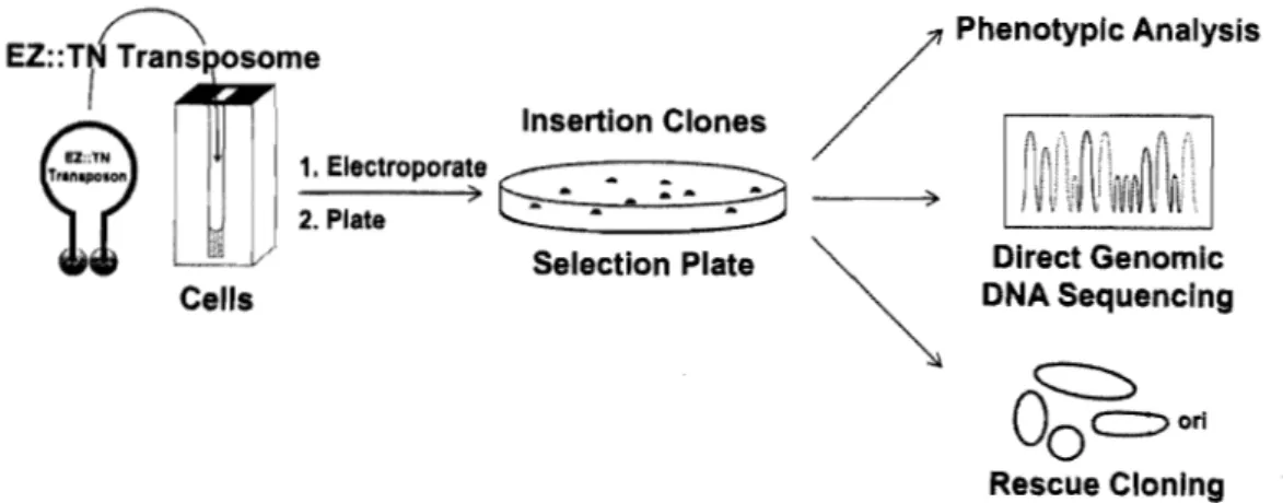 Figure  3.4:  Transposition  par  la  technique  du  transposome. 