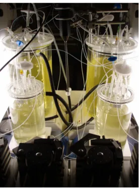 Figure 1.3: Photobioreactors at the LOV for carrying out experiments on lipid production with microalgae [30].