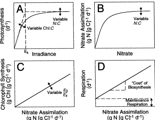 Figure 5 : Important dependencies in the model of Geider et al. [ 30 ]. In particular: (A) Photosynthesis-Irradiance curve, (B) nitrate  assimi-lation rate vs