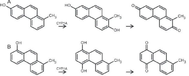 Figure 7. Hydroxylation de trois dérivés différents d’HAP alkylés. A – para hydroxylation du  1-méthyl-7-hydroxyphénanthrène