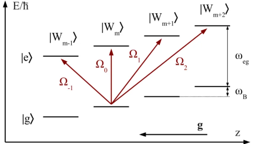 Figure 2.8: Wannier-Stark ladder. The localization of the atoms in the lattice, together with the gravitational acceleration, results in Wannier-Stark states, which, together with the internal pair of states, form a so-called Wannier-Stark ladder