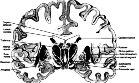 Figure  1.2.1  Coupe  coronale  démontrant  les  ganglions  de  la  base  (noyau  caudée,  putamen,  globus pallidus,  noyaux  sous-thalamiques et la substance noire)  et les  autres  structures  à  proximité