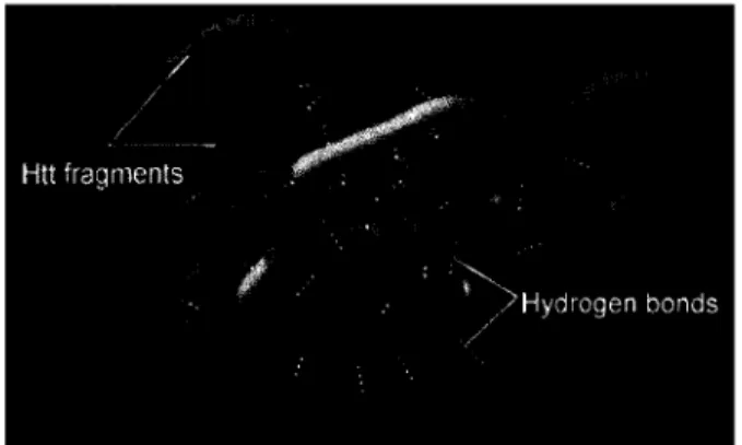 Figure 1.6  Modèle tridimensionnel d'un agrégat contenant des  fragments N-terminaux de la protéine mutante Huntingtin