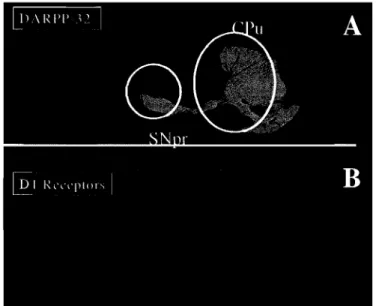 Figure 1.9.3 Immunofluorescence d'une coupe sagittale de  cerveau de rat.  (A) Marquage avec un anti-DARPP-32 et en  (B) un anti-DIR