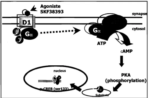 Figure 1.9.4  Schéma représentant la signalisation du récepteur dopaminergique  Dl. 