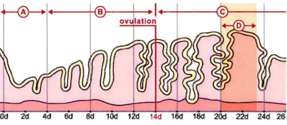 FIGURE  1.2 :  Représentation  des  différentes  phases  du  cycle  menstruel  chez  la  femme  où  A  représente  la  période  des  menstruations;  B,  la  phase  proliférative;  C,  la  phase sécrétoire et D, la fenêtre d' implantation (www.embryology .c