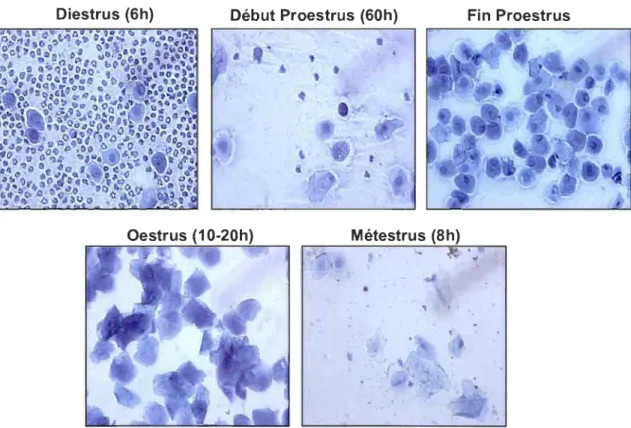 FIGURE  1.4  :  Frottis  vaginaux  de  la  rate  aux  différents  stades  du  cycle  oestral  (diestrus, proestrus, oestrus et métestrus)